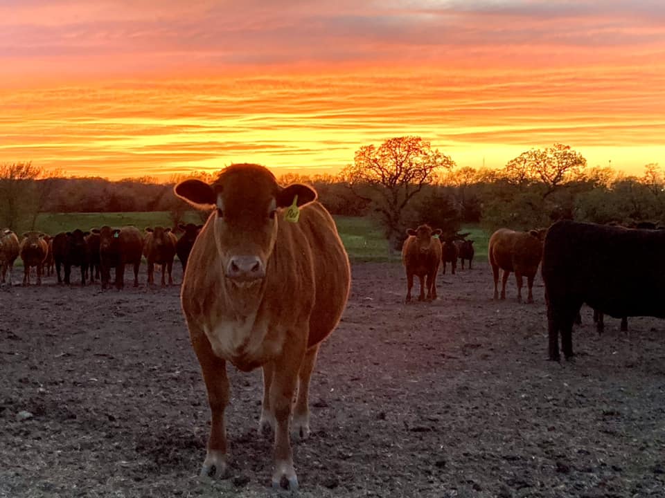 Z Bar Cattle Co photo 7