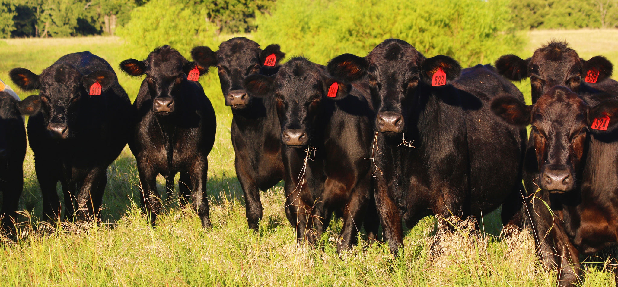 Zx Ranch Cattle Z Bar Cattle Co.