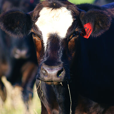 Z Bar Cattle Co photo 2